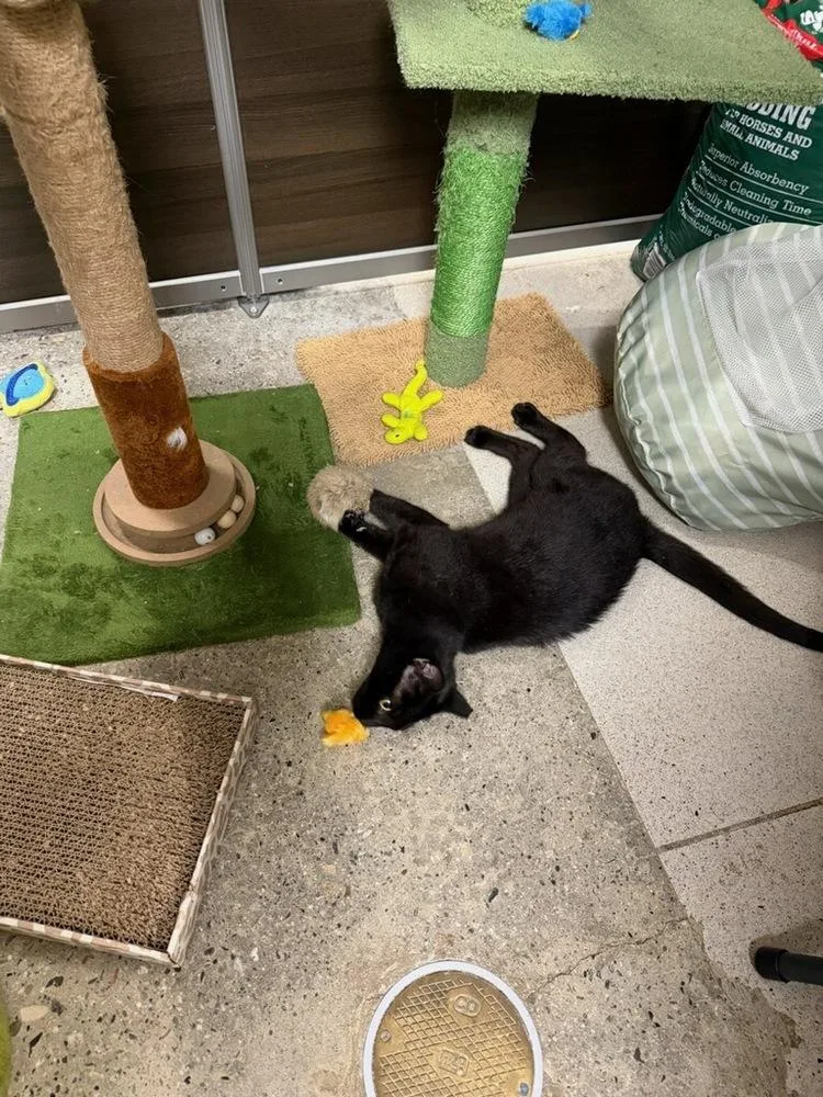 An adult small-sized female Black Domestic Short Hair cat named Stairmaster for adoption in East hartford, CT
