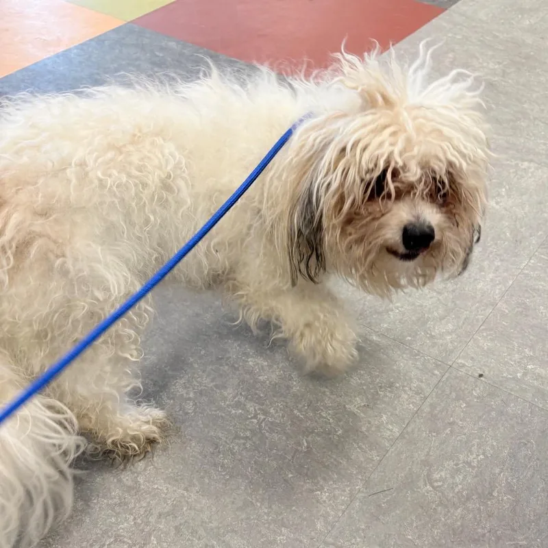 Buttercup thumbnail 3