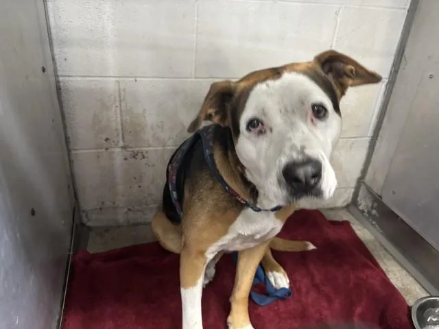 An adult medium-sized female Pit Bull Terrier dog named Mary Jane for adoption in San Bernardino, CA