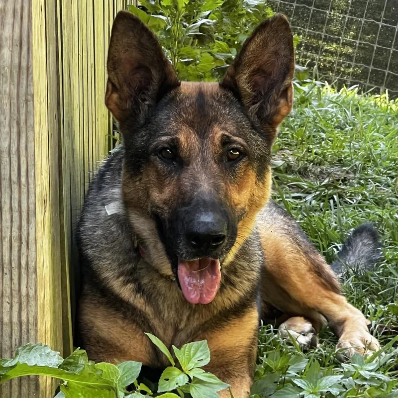 Lilly