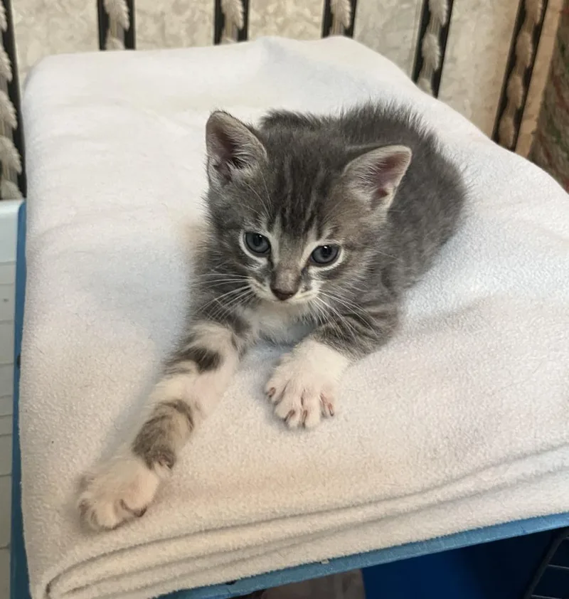 A baby medium-sized male Domestic Short Hair cat named Hawthorne for adoption in Danielsville, GA