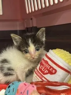 A baby small-sized male Domestic Short Hair cat named G. Remlin for adoption in Miami, FL
