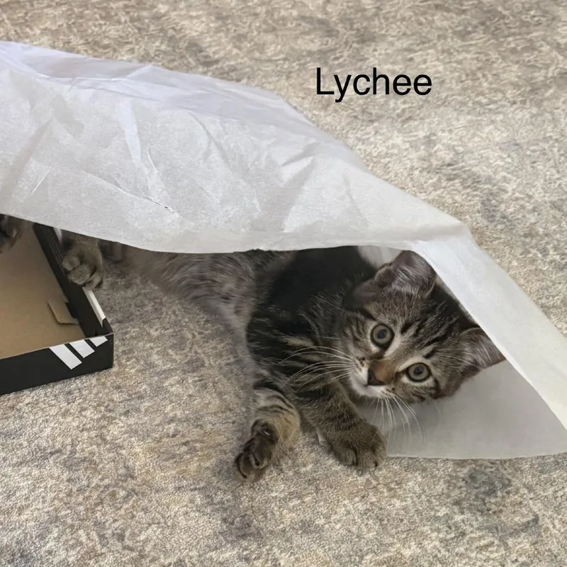 A baby small-sized female Brown / Chocolate Domestic Short Hair cat named Lychee for adoption in Wheeling, IL