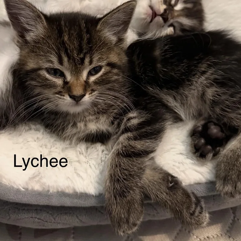 Lychee thumbnail 2