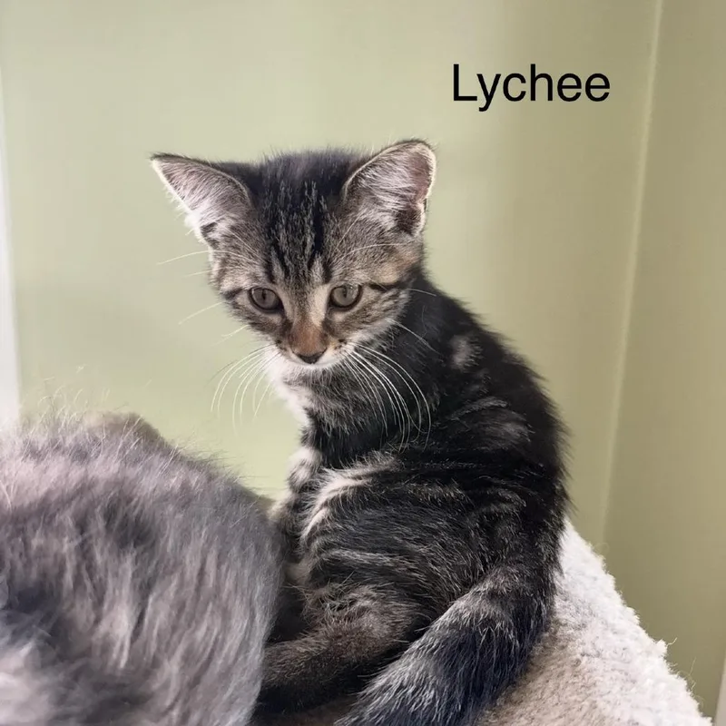 Lychee thumbnail 3