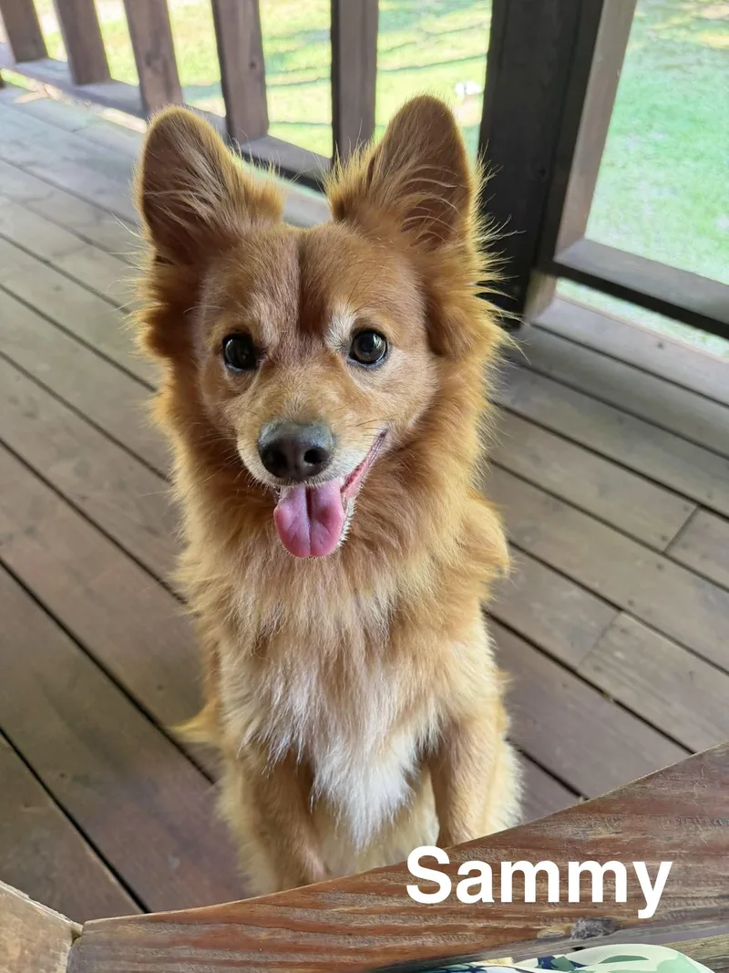 Sammy