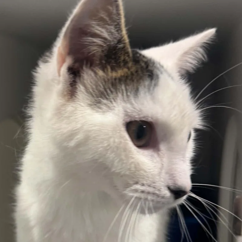 A young small-sized female American Shorthair cat named Diamond for adoption in Danbury, CT