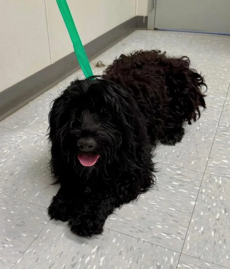 A young large-sized female Black Portuguese Water Dog dog named Ruca for adoption in New Philadelphia, OH