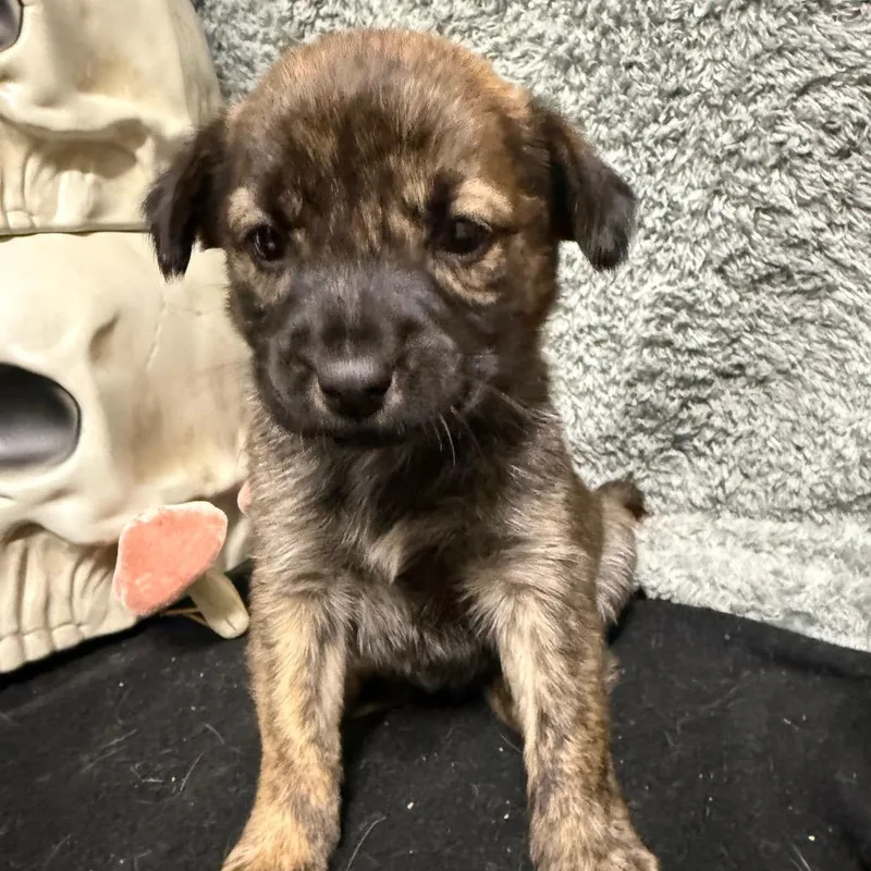 A young small-sized female Yellow / Tan / Blond / Fawn Black Mouth Cur dog named Mimosa for adoption in LOXAHATCHEE, FL