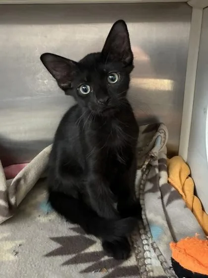 A baby small-sized male Domestic Medium Hair cat named Antinous for adoption in New Orleans, LA