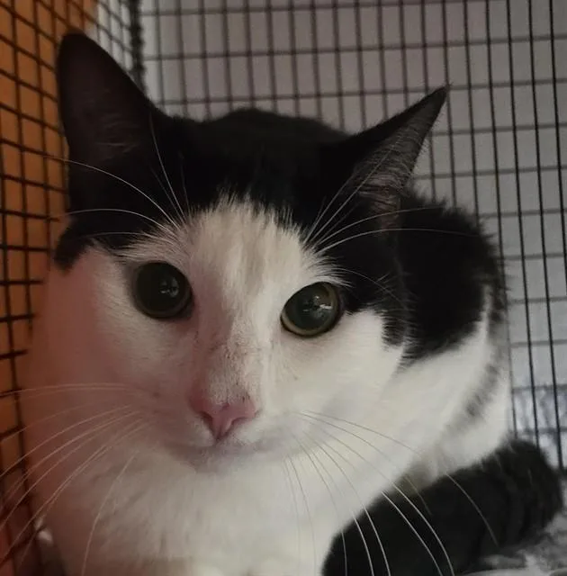 An adult medium-sized male Domestic Short Hair cat named Jason for adoption in Fort Lauderdale, FL