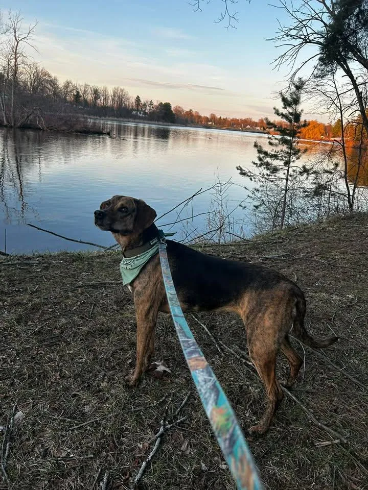Nova