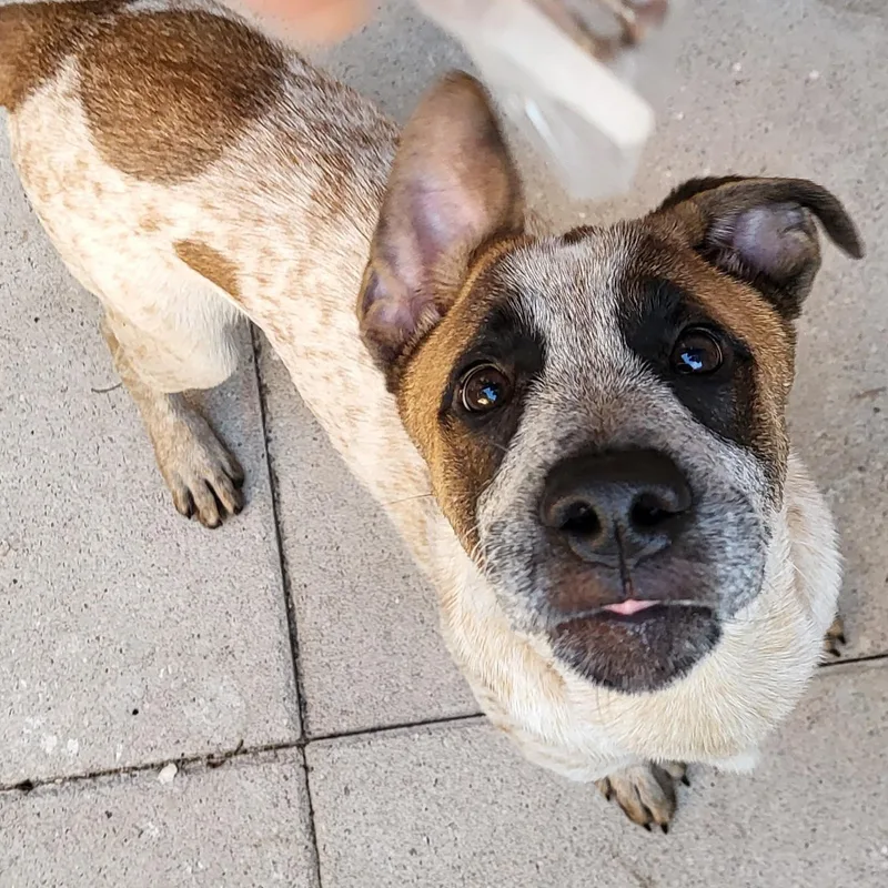 A young medium-sized male Red / Chestnut / Orange Australian Cattle Dog / Blue Heeler dog named Bo Jangles for adoption in Houston, TX