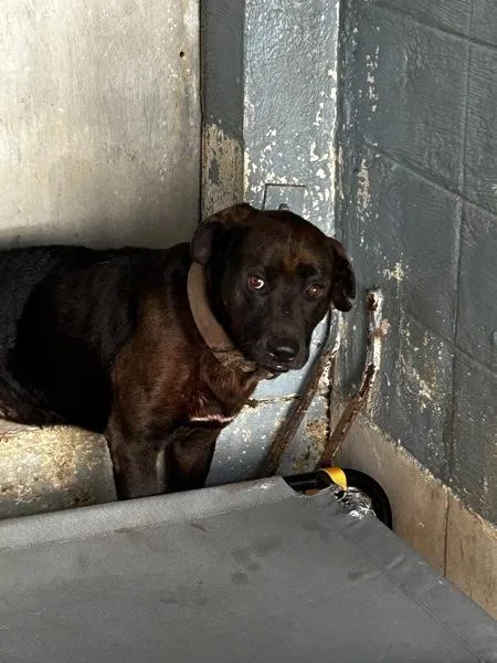 An adult extra large-sized male Pit Bull Terrier dog named Hot Dog for adoption in Mobile, AL
