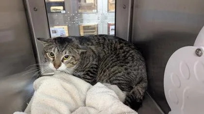 Good Gravy thumbnail 2