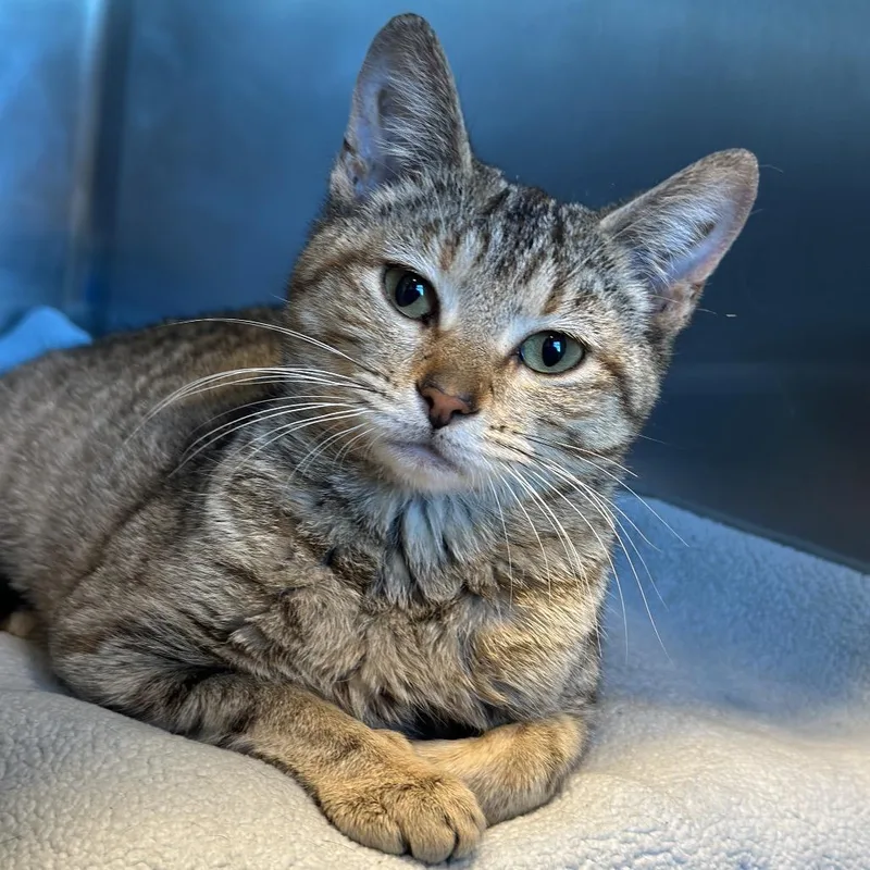 A young small-sized female Torbie Domestic Short Hair cat named Dew Drop for adoption in Matteson, IL