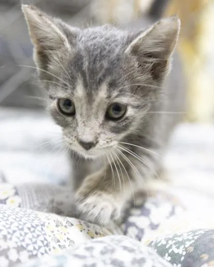 A baby medium-sized male Domestic Short Hair cat named McGee for adoption in Bedford, IN