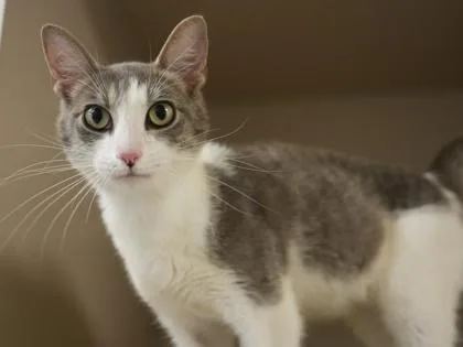 An adult medium-sized male Domestic Short Hair cat named Ferguson for adoption in Bowling Green, KY