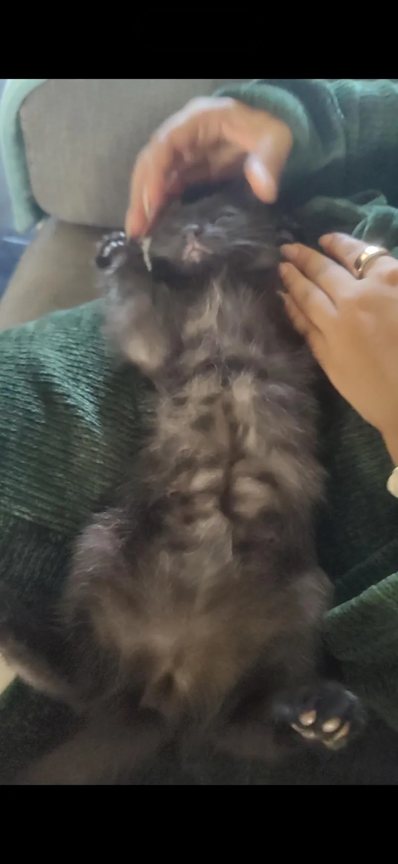 A baby small-sized male Bombay cat named Charlie for adoption in Hayward, CA
