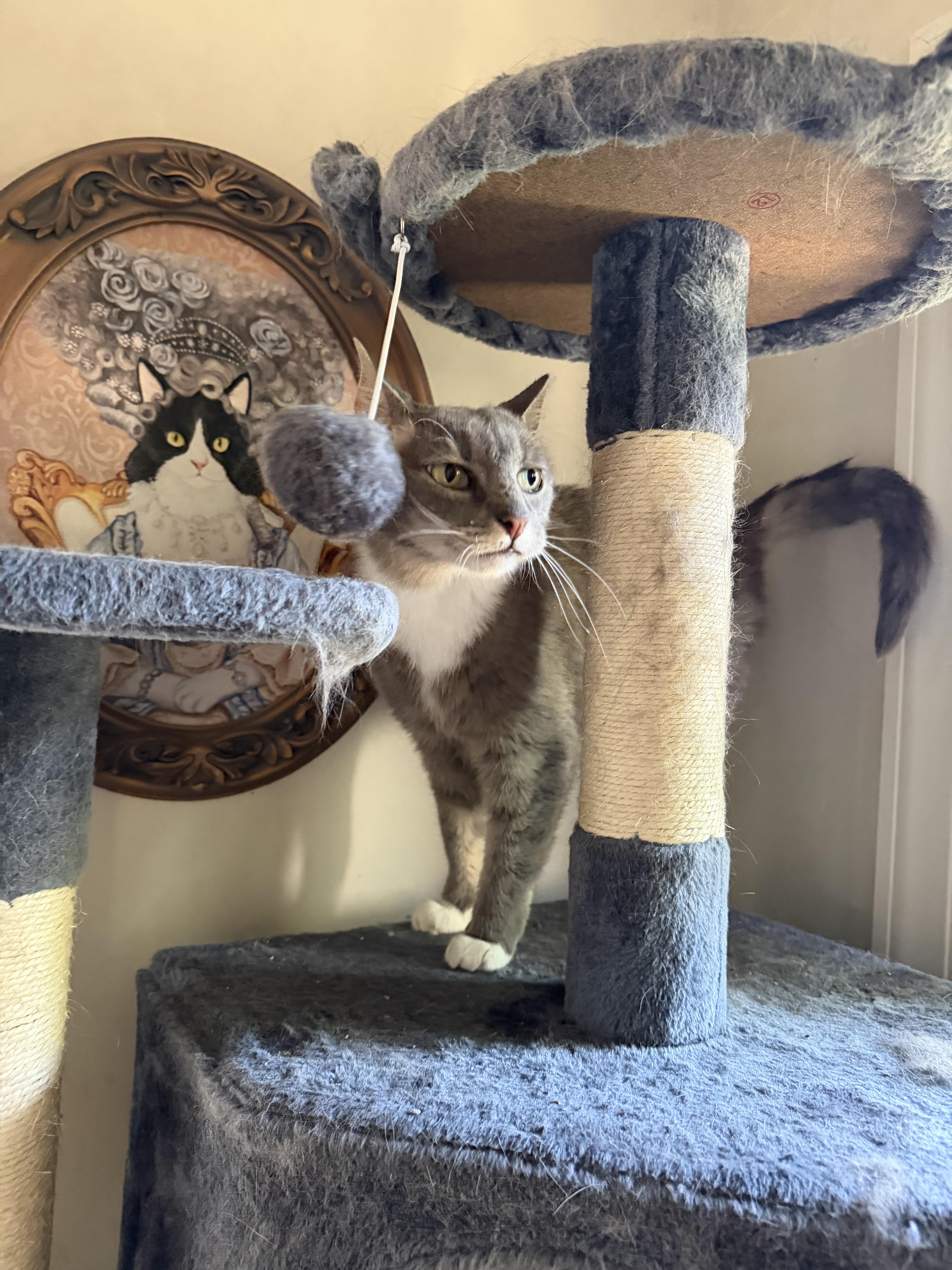 An adult medium-sized female Gray & White Domestic Short Hair cat named Sweetie for adoption in Brick, NJ