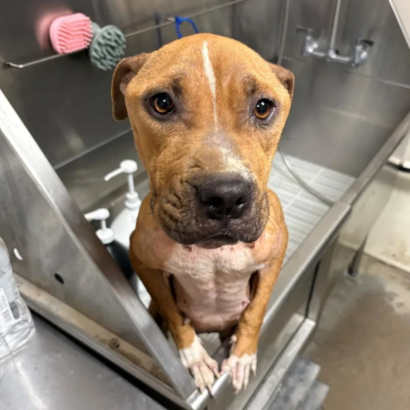 An adult medium-sized female Red / Chestnut / Orange Pit Bull Terrier dog named Chicken Leg for adoption in Bryan, TX