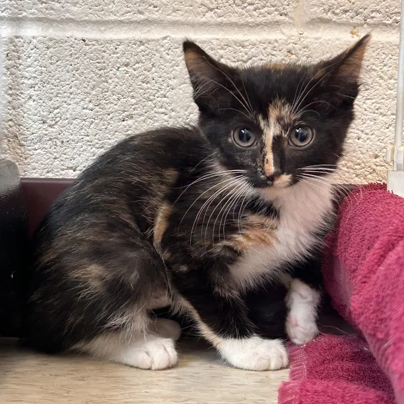 A baby small-sized female Black Domestic Short Hair cat named Bambi for adoption in Waynesboro, PA