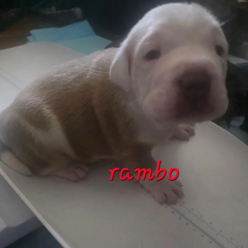 Rambo