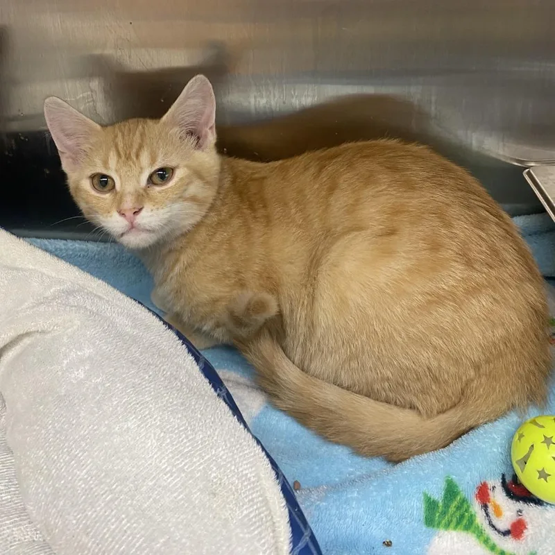 A baby small-sized male Orange / Red Domestic Short Hair cat named Mateo for adoption in Wadena, MN