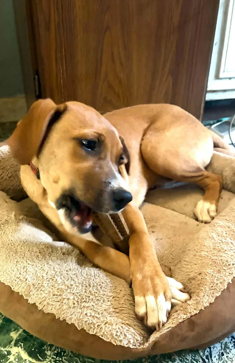 A baby medium-sized female Yellow / Tan / Blond / Fawn Boxer dog named Rainey Blue for adoption in Andover, MA