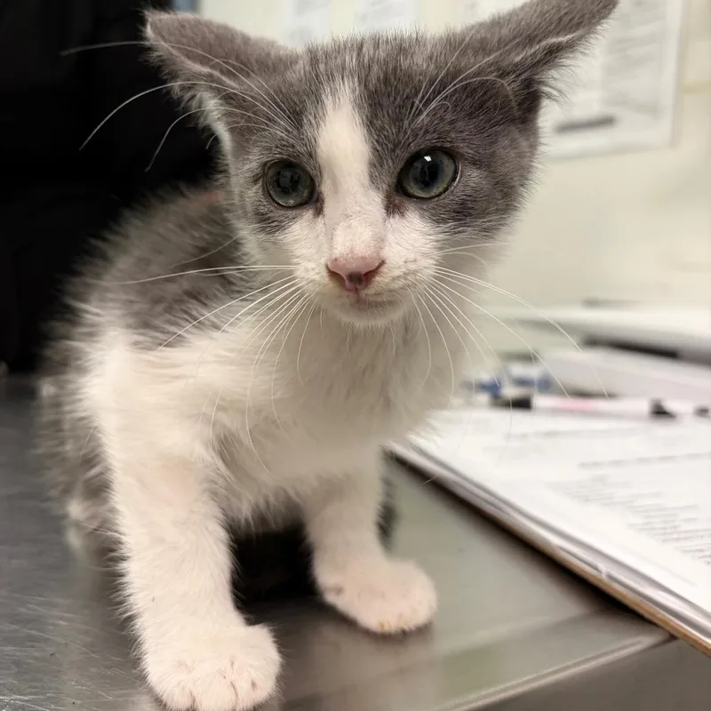 A baby small-sized male Gray / Blue / Silver Domestic Short Hair cat named Northwestern for adoption in Charleston, WV