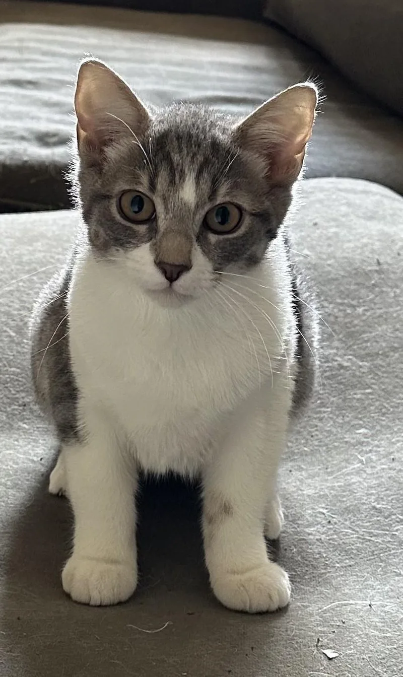 A baby medium-sized female Gray & White Domestic Short Hair cat named Cashew A Gentle Soul for adoption in Prescott, AZ