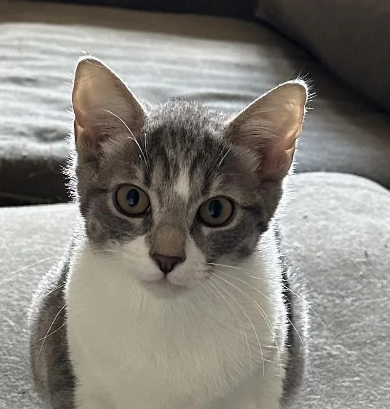 Cashew A Gentle Soul thumbnail 2