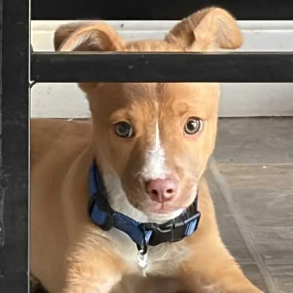 A baby small-sized male Yellow / Tan / Blond / Fawn Mixed Breed dog named Chief for adoption in Glenfield, NY