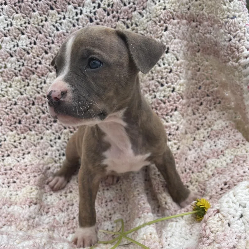 A baby small-sized female Brindle Mixed Breed dog named Lavender for adoption in Williston, FL