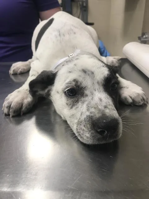A baby small-sized female Pit Bull Terrier dog named Ducky for adoption in Conroe, TX