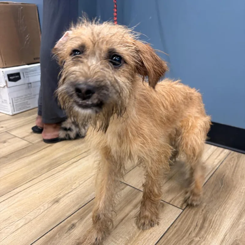 A young small-sized male Brown / Chocolate Wirehaired Terrier dog named Coney Island for adoption in Newark, NJ