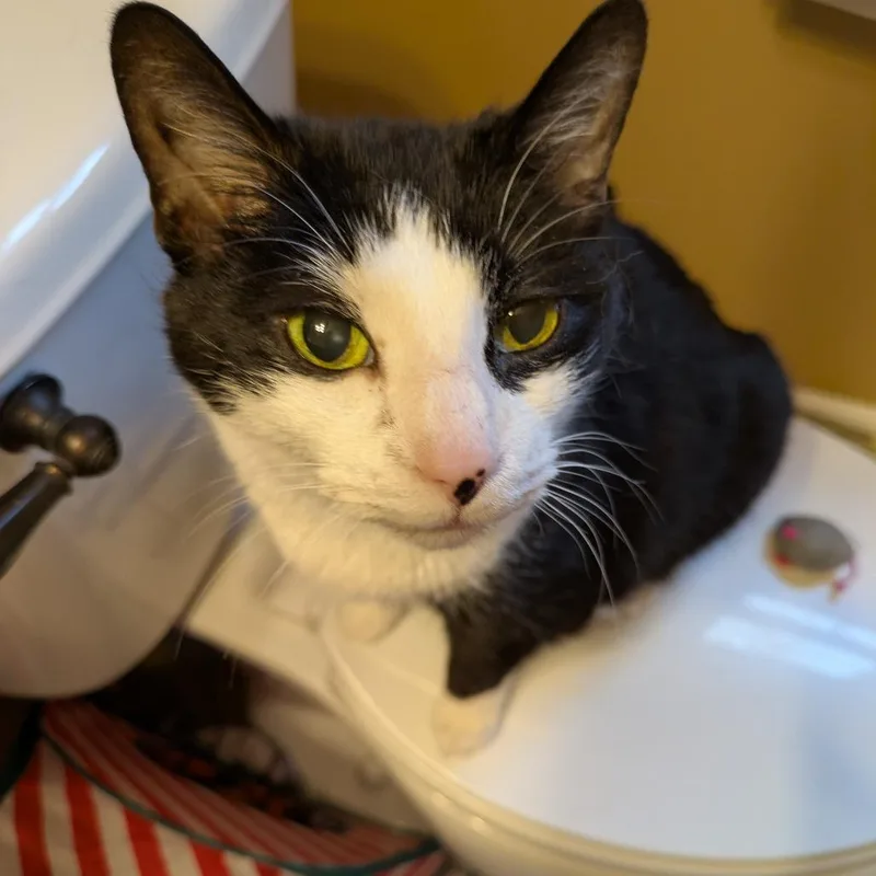 A senior large-sized male Domestic Short Hair cat named Bear for adoption in Cumming, GA