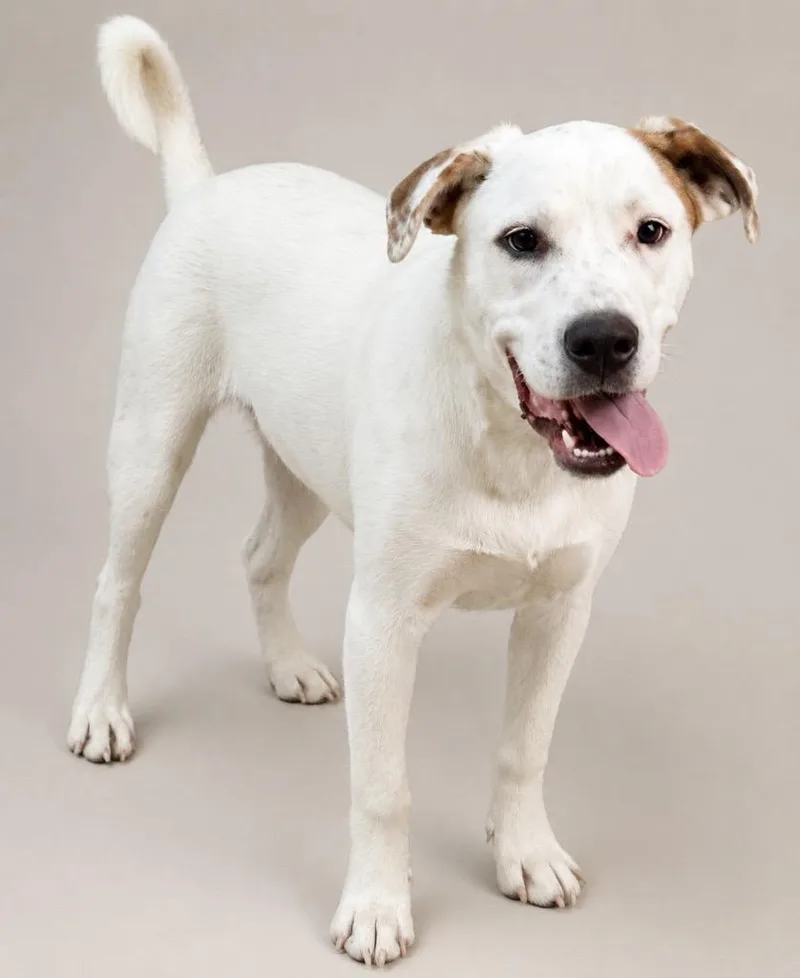 An adult large-sized female Mixed Breed dog named Carly for adoption in Crossville, TN