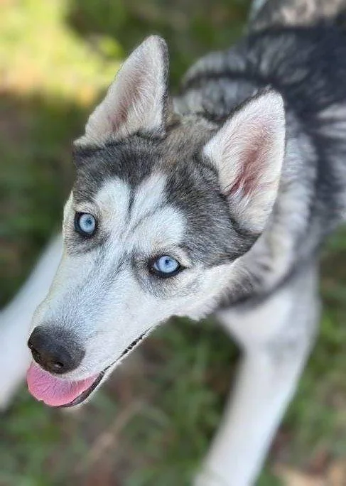 A young medium-sized female Siberian Husky dog named Echo for adoption in Pass Christian, MS