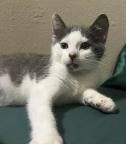 A baby medium-sized male Gray & White Domestic Short Hair cat named Vincent for adoption in Cumberland, RI