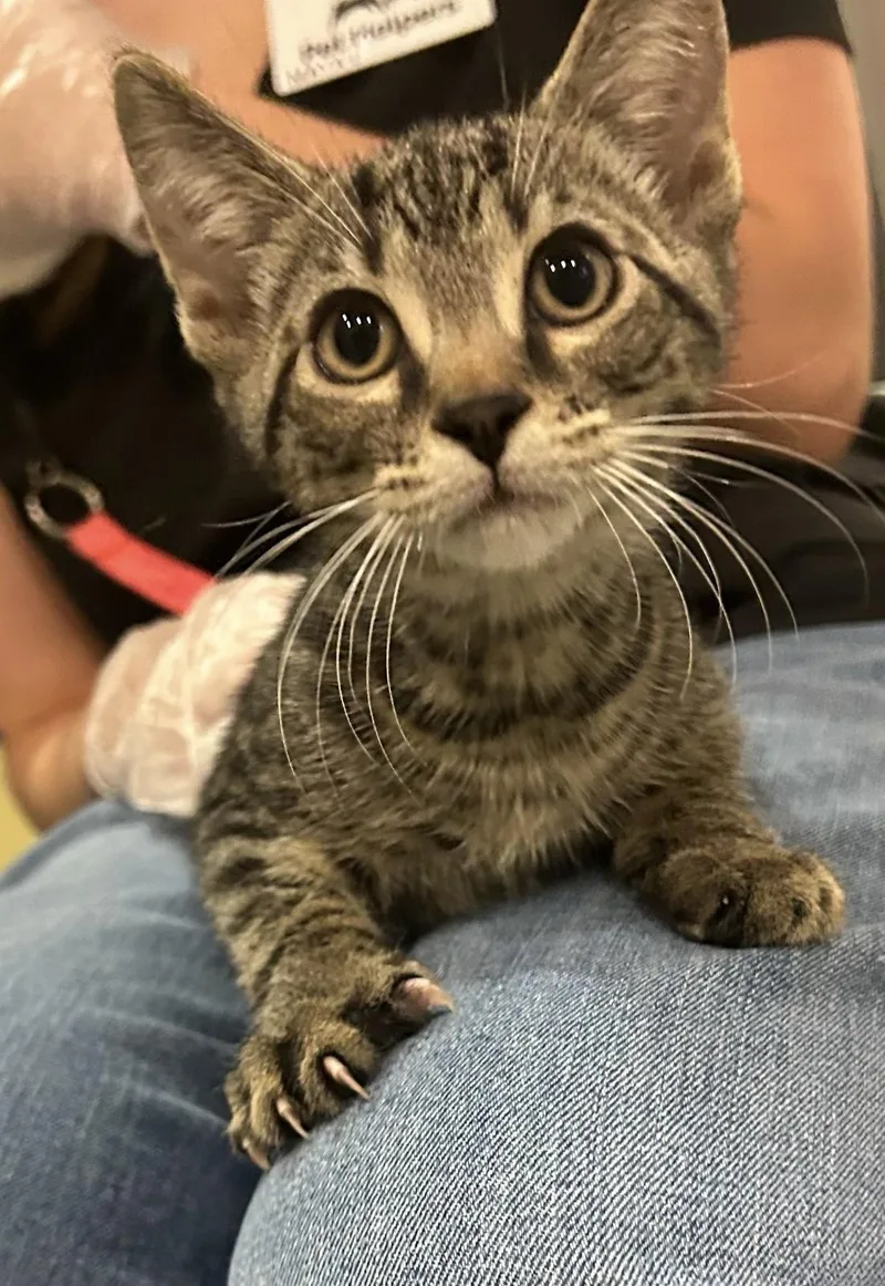 A baby medium-sized male Tabby (Gray / Blue / Silver) Domestic Short Hair cat named Kodiak for adoption in Charleston, SC
