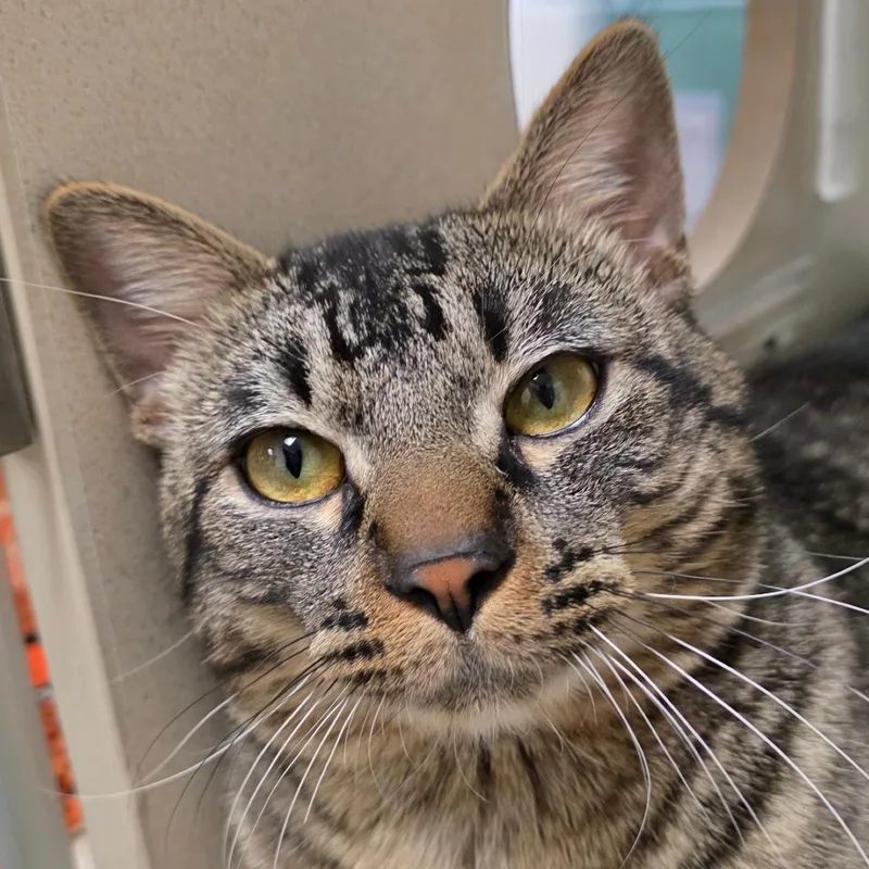 An adult large-sized male Brown / Chocolate Domestic Short Hair cat named Talos for adoption in Reno, NV