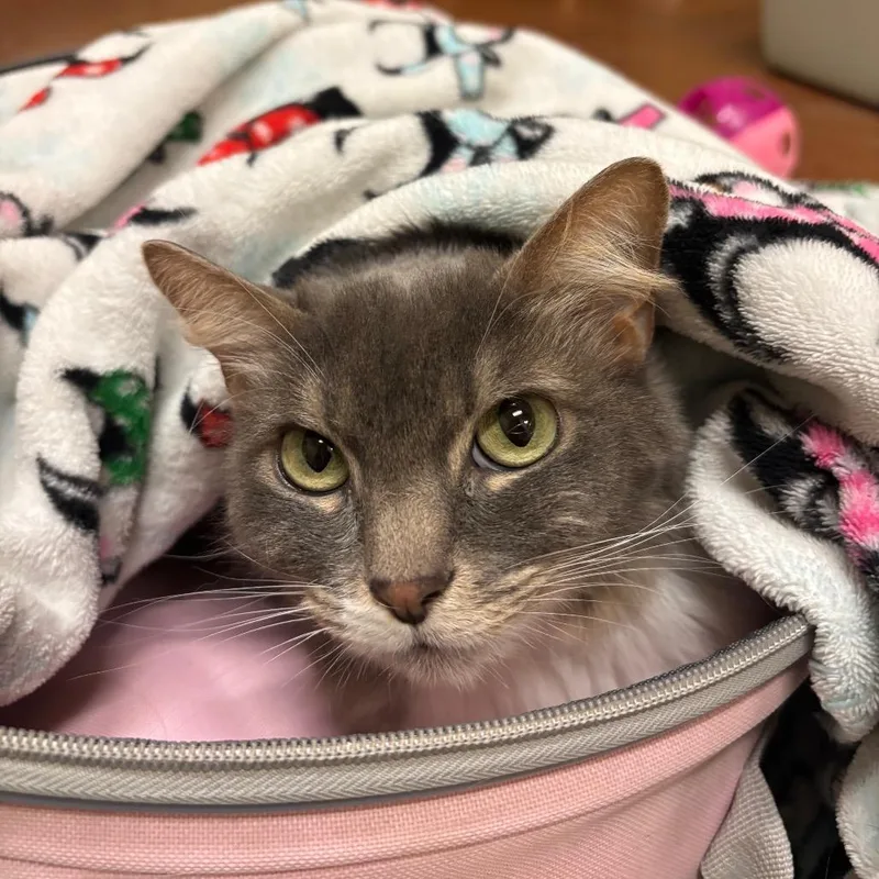 An adult medium-sized female Gray / Blue / Silver Domestic Long Hair cat named Indi for adoption in Santa Barbara, CA