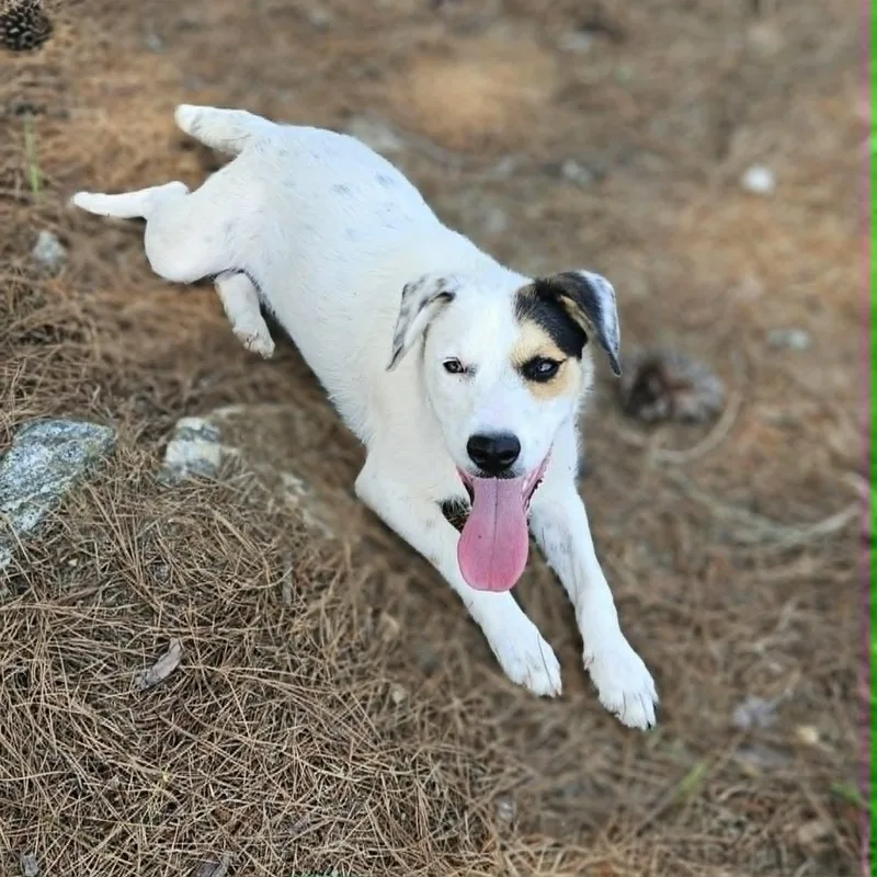 A young medium-sized female Mixed Breed dog named Domino for adoption in Leesburg, GA