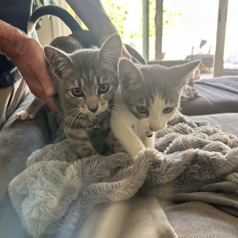 A baby small-sized male White Domestic Short Hair cat named Bennie for adoption in Long Beach, CA