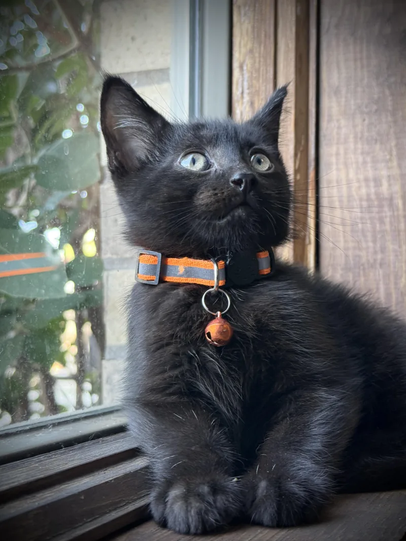 A baby small-sized male Black Domestic Short Hair cat named Ashe for adoption in GALESVILLE, WI