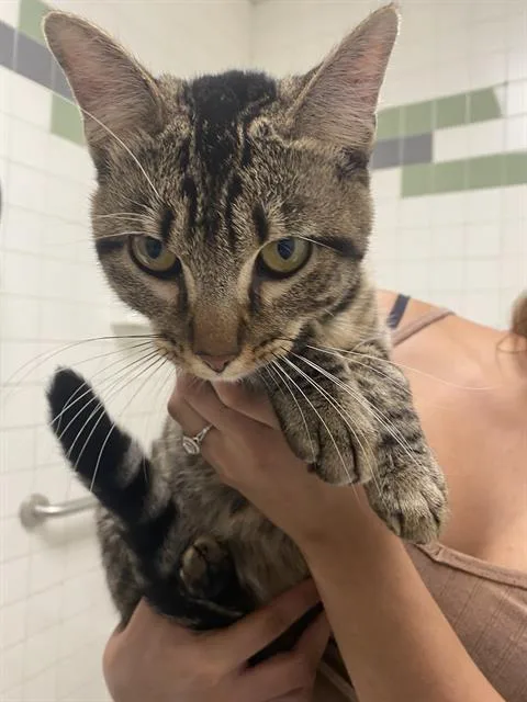 An adult medium-sized male Domestic Short Hair cat named Tom for adoption in Dallas, TX