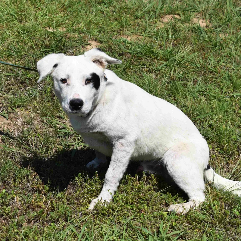 A baby medium-sized male White / Cream Mixed Breed dog named Fred for adoption in Searcy, AR