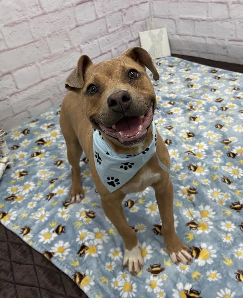A young medium-sized male Mixed Breed dog named Teddy for adoption in Detroit, MI