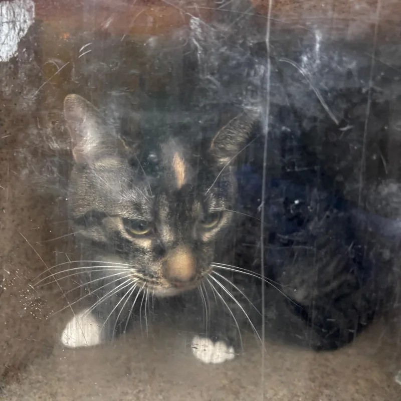 An adult large-sized male Gray / Blue / Silver Domestic Short Hair cat named Hathaway for adoption in Philadelphia, PA